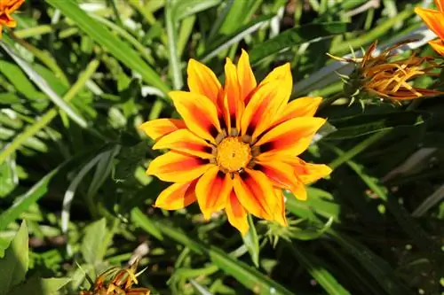 Gazania: consejos de ubicación para flores magníficas