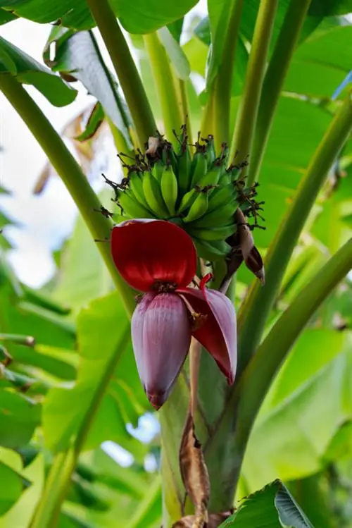 Flor del árbol de plátano