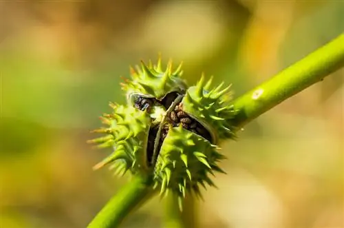 Datura vetés: Helyesen ültessen és növekedjen sikeresen