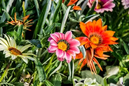 Gazania cứng rắn? Làm thế nào để đan xen cây của bạn