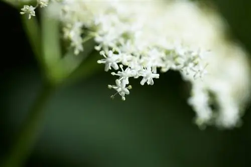 Elderberry ከፍተኛ ግንድ