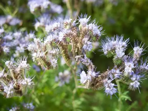 Phacelia som gröngödsel: fördelar & optimal användning