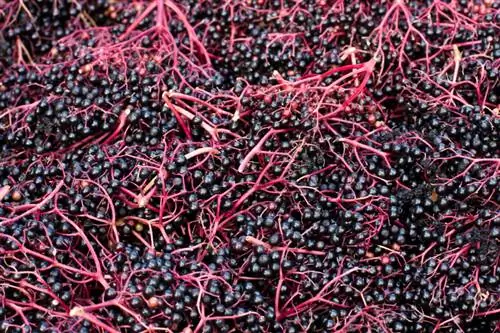 Kuvuna elderberry