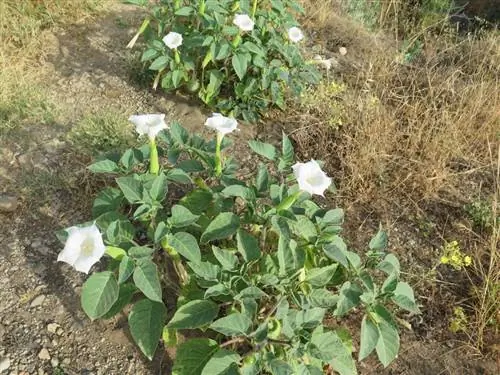 Datura: Көбөйтүү жана кам көрүү оңой