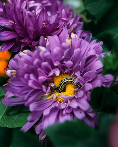 Serangan siput pada aster: Cara melindungi tumbuhan anda