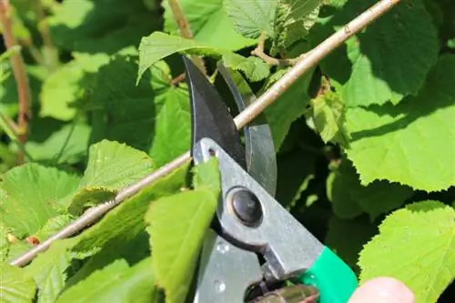 Vermeerder hazelnootstruiken succesvol door middel van stekken