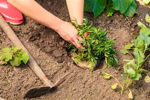 Asters transplanteren: wanneer en hoe moet je dit correct doen