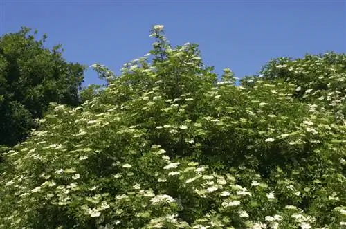 Elderberry እድገት