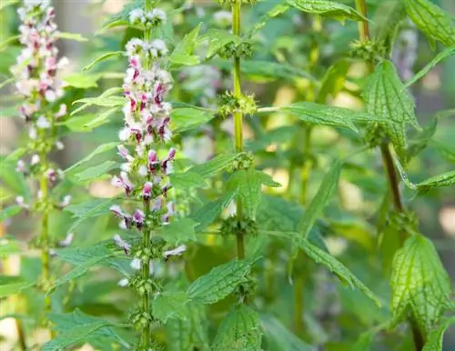 Motherwort en el jardín: instrucciones para una plantación exitosa