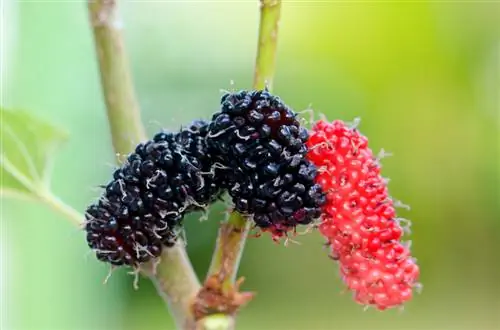 Black mulberry