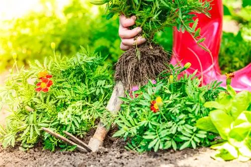 Divida os ásteres com sucesso e preserve sua alegria florescente