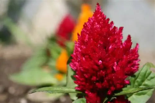 Celosia Caracas: באופן מפתיע לא רעיל ואכיל