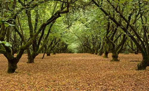 Kupanda hazelnuts katika bustani yako mwenyewe: vidokezo na mbinu