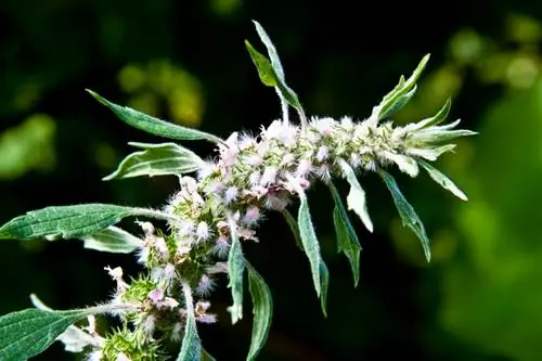 Menanam motherwort: Lokasi manakah yang sesuai?