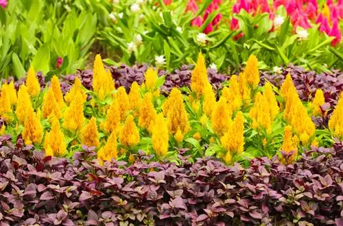 Sorg vir Celosia: Dit is hoe die pragtige plant pragtig blom