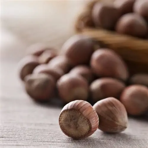 Hazelnut ዝርያዎች