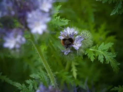 Phacelia në kopsht: Sa kohë deri në mbirjen dhe lulëzimin?