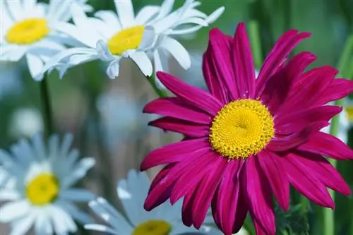 Daisies sorter