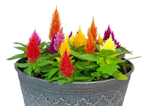 Celosia resistent? Consells per a l'emmagatzematge i la cura a l'hivern