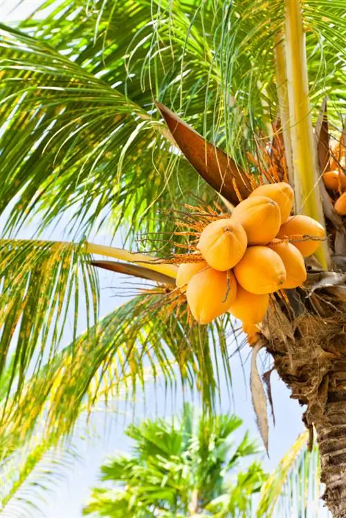 Coconut palm in the living room: location, care and tips