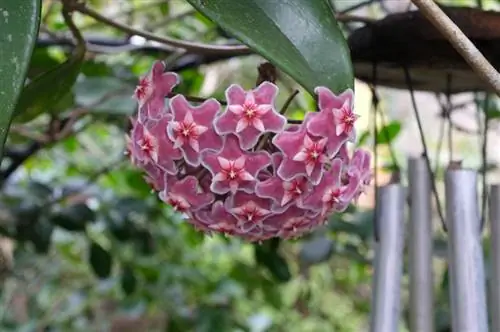 Ubicación de la flor de cera