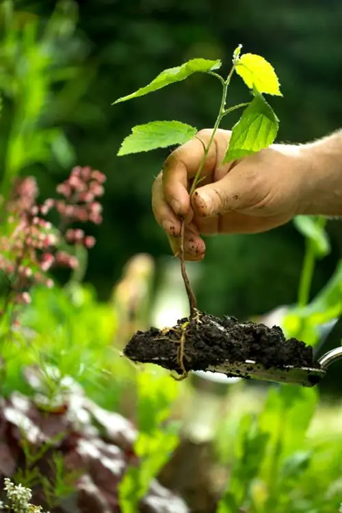 Hazelnoten planten