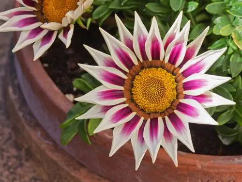 Saai Gazania suksesvol: instruksies en wenke