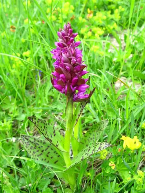 Orquídea de saúco