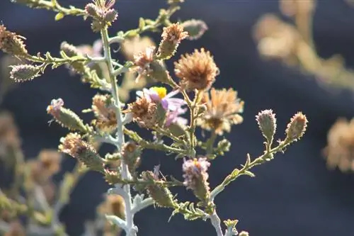 Phacelia seeds