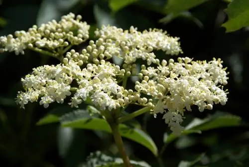 Estacas de sabugueiro