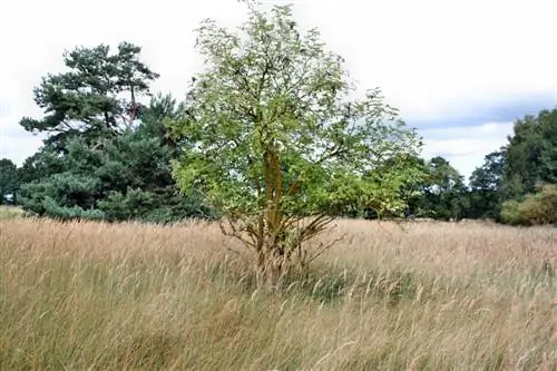 Elderberry diseases