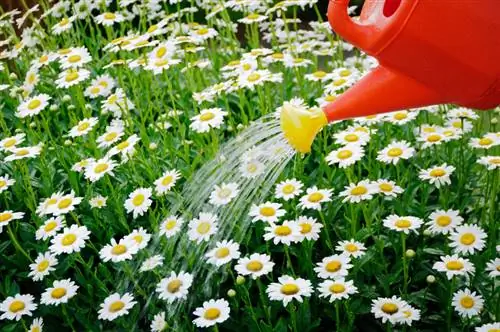 Care for daisies properly: This is how they bloom for a long time and luxuriantly