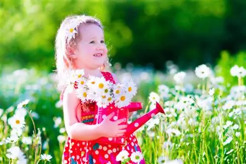 Margarida em plena floração: como prolongar o período de floração