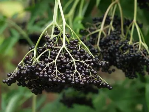 elderberry татах