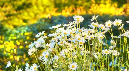 Daisies: syitä ja ratkaisuja keltaisille lehdille