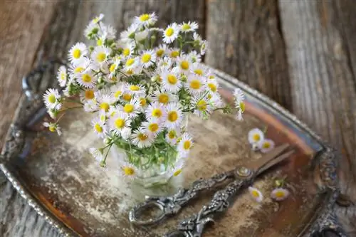 Kutte tusenfryd: Hvordan forlenger jeg blomstringsperioden?