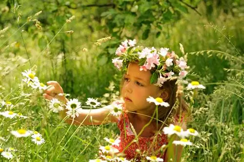 Daisies: Nice to look at, but are they also poisonous?