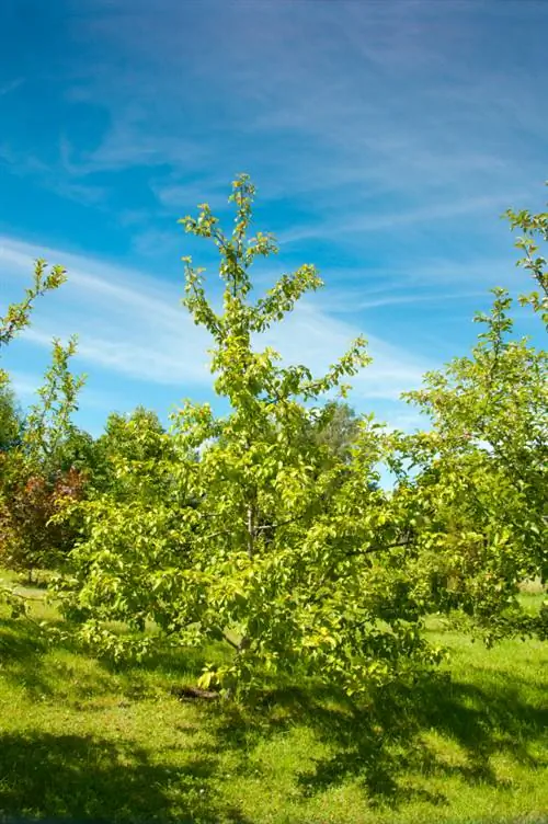 Getting rid of hazelnut bush: step by step instructions