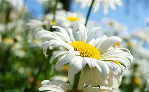 Perfil de leucanthemum