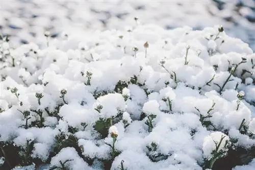 Margaridas durante o inverno: é assim que elas passam pelo frio com segurança