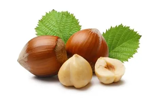 Hazelnut መከር ጊዜ: የበሰለ ፍሬዎችን እንዴት አውቃለሁ?