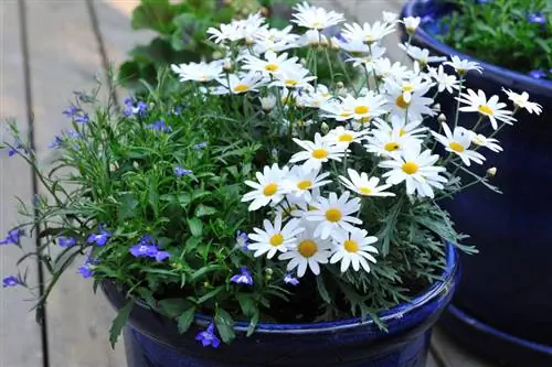 Marguerites overwinter in the bucket