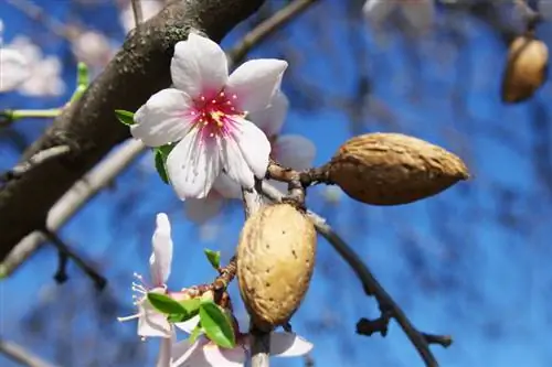 Cultivo de almendros