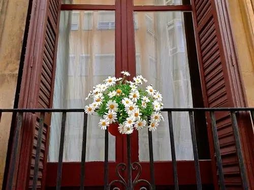 Madeliefies op die balkon: wenke vir versorging en keuse van ligging