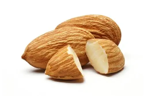 Almond beracun