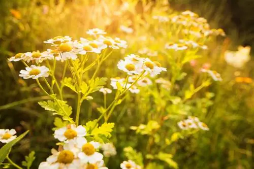 Feverfew ในสวน: ที่ตั้งและสภาพดิน