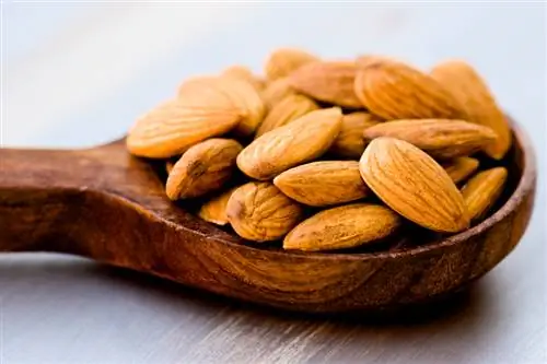 Almond hydrogen cyanide