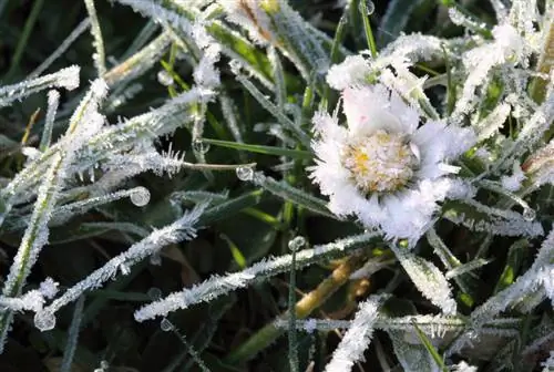 Hardy daisies: Which species survive the cold?