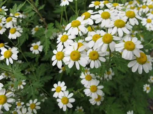 Feverfew-ის მოვლა მარტივია: რჩევები და ხრიკები