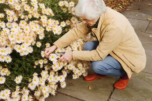 Marguerite overwinter pruning